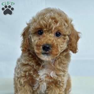 Jan, Miniature Poodle Puppy